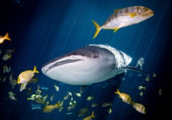 20,000 Beers Under the Sea 12