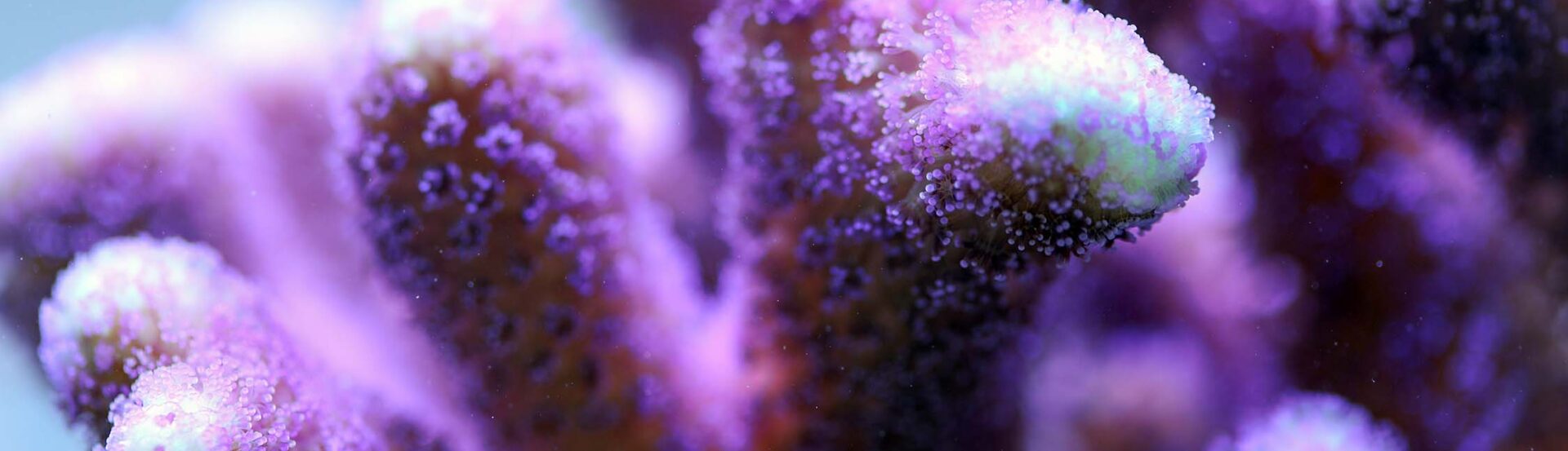 coral