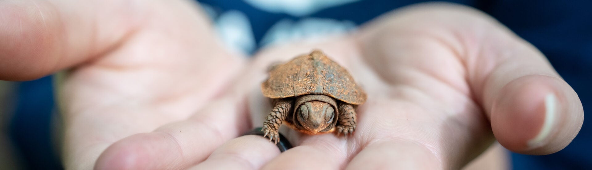 Georgia Aquarium - Box Turtle Nesting Research