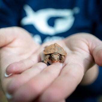 Georgia Aquarium - Box Turtle Nesting Research