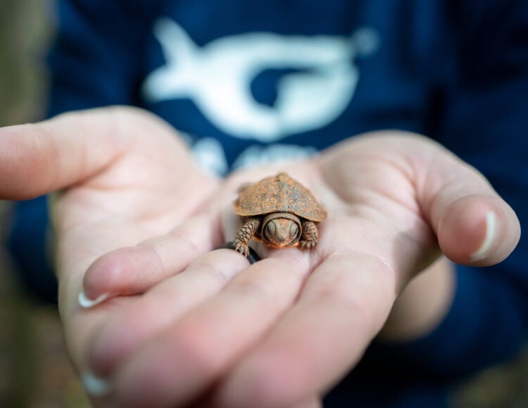 Georgia Aquarium - Box Turtle Nesting Research
