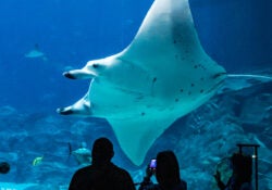 Georgia Aquarium’s Manta Rays Test New Technology to Help Their Oceanic Counterparts 1