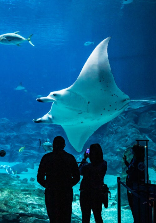 Georgia Aquarium’s Manta Rays Test New Technology to Help Their Oceanic Counterparts 1