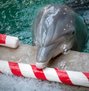 Holiday Gift Guide 176