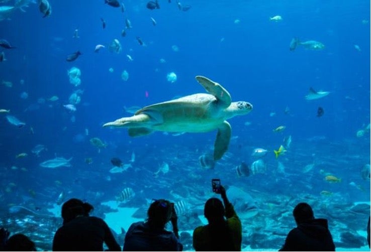 5 Things You Didn’t Know You Could Do at Georgia Aquarium 1