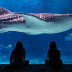 Georgia Aquarium Unveils Several New Experiences Coming in 2024 3