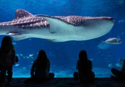 Georgia Aquarium Unveils Several New Experiences Coming in 2024 3