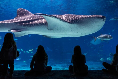 Georgia Aquarium Unveils Several New Experiences Coming in 2024 3