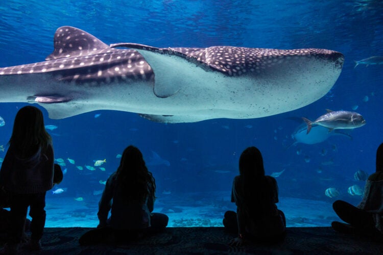 Georgia Aquarium Unveils Several New Experiences Coming in 2024 3