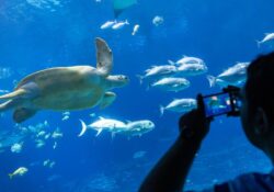 Is Georgia Aquarium’s Resident Pass for You? 2