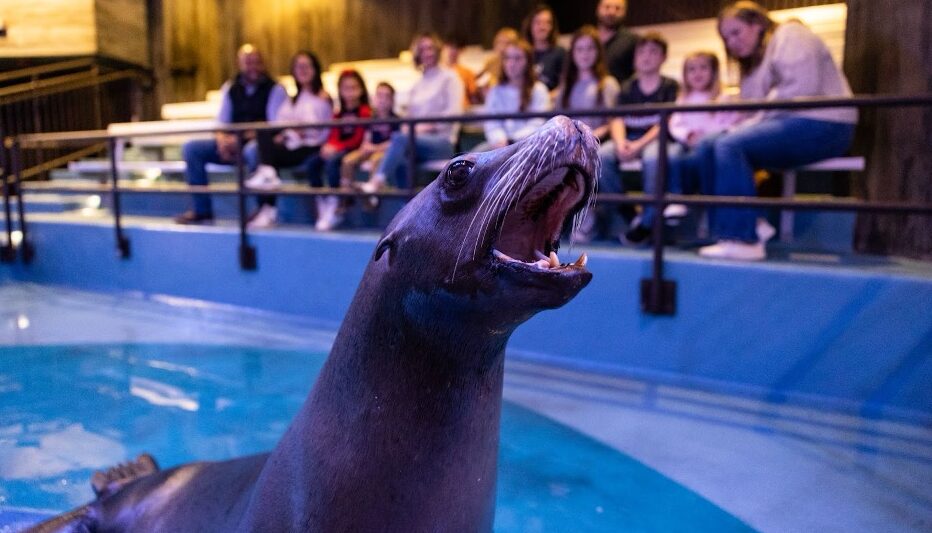 Is Georgia Aquarium’s Resident Pass for You?