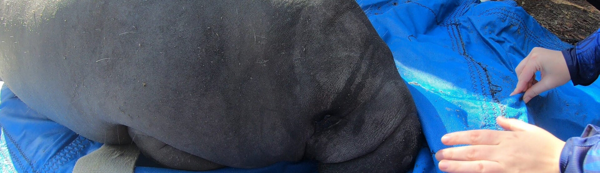 Five Rehabilitated Manatees Return to Florida Waters After Several Years of Rehabilitation