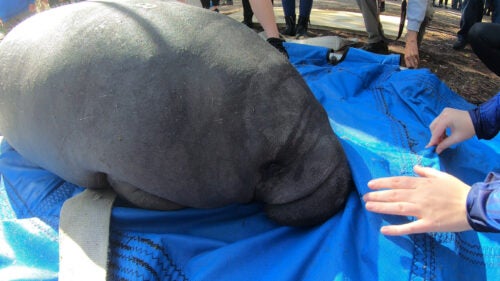 Five Rehabilitated Manatees Return to Florida Waters After Several Years of Rehabilitation