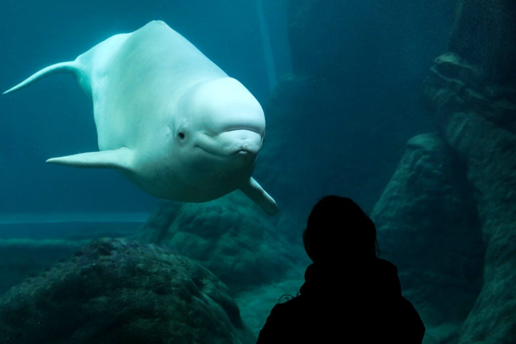 New Addition (And Familiar Face) to Georgia Aquarium’s Cold Water Quest 1