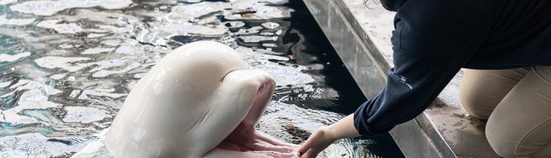 beluga whale