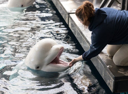 beluga whale