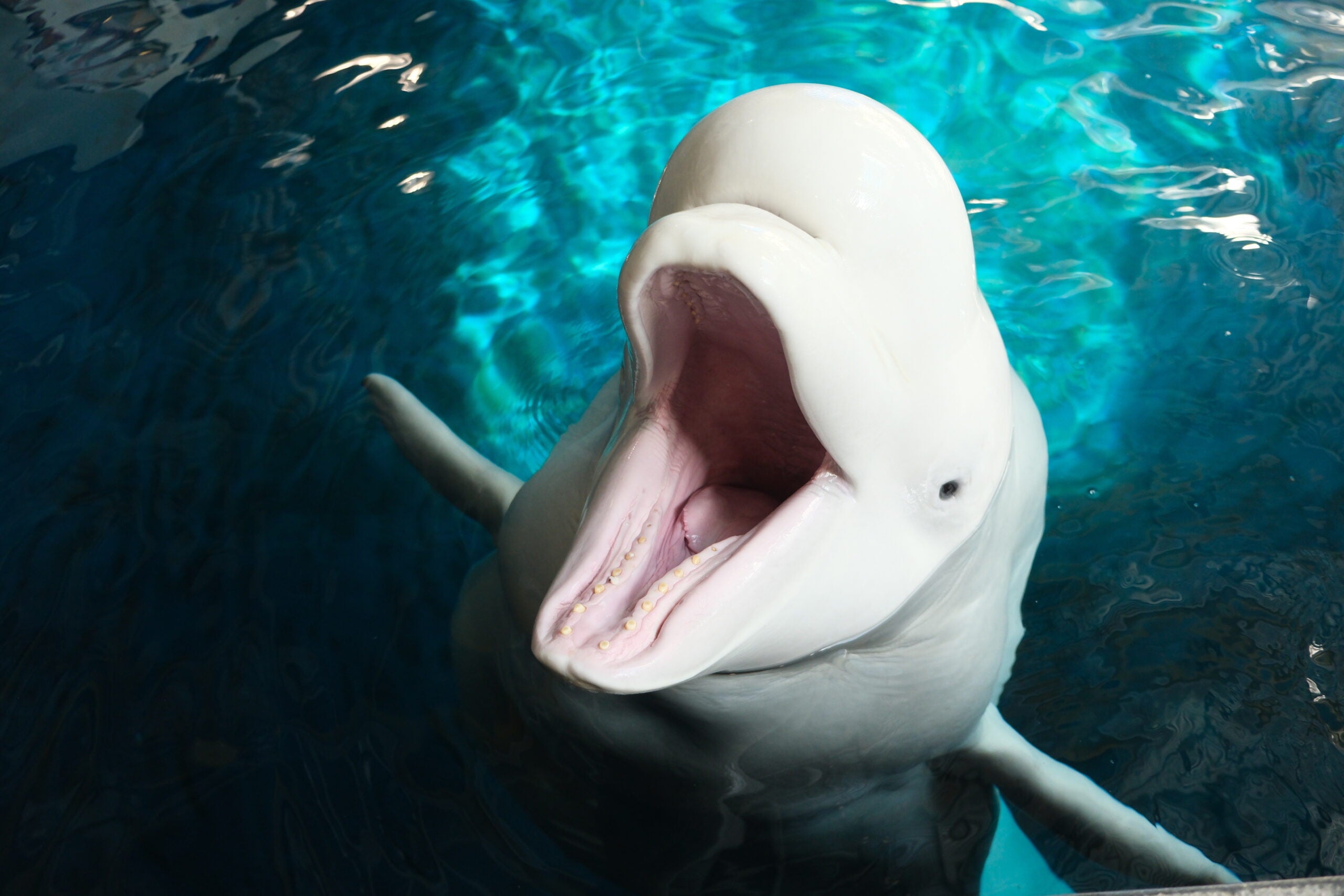 beluga whale