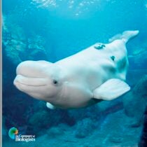 beluga research