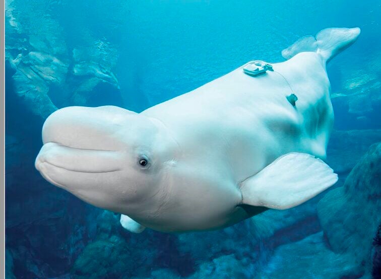beluga research