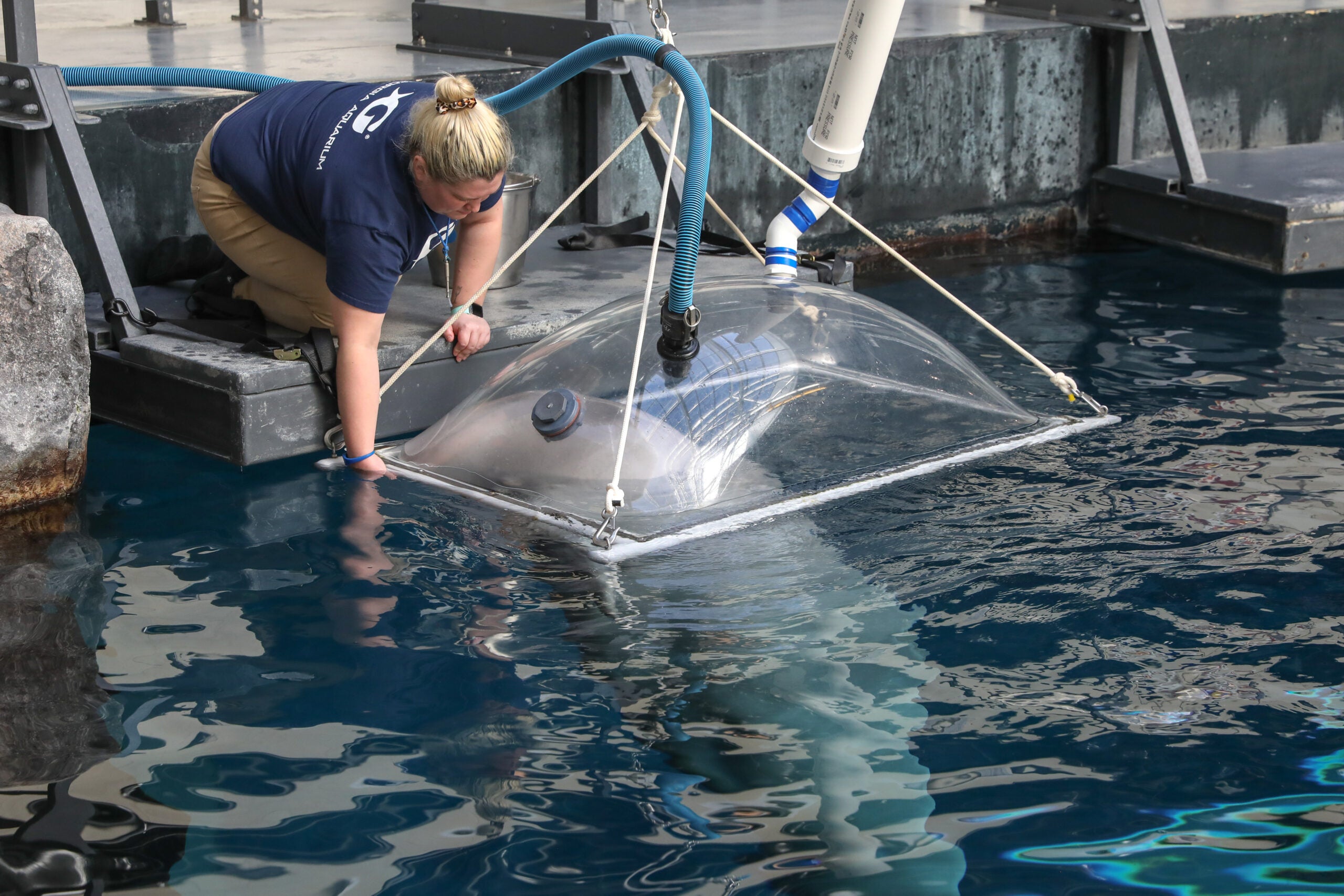 New research at Georgia Aquarium helps conserve endangered  beluga whales in Alaska 2