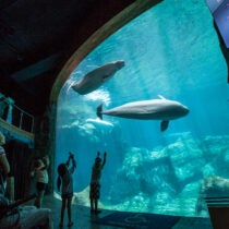 Ocean of Inclusion: Exploring Accessibility at Georgia Aquarium