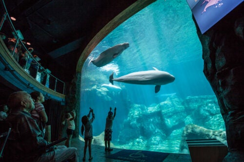 Ocean of Inclusion: Exploring Accessibility at Georgia Aquarium