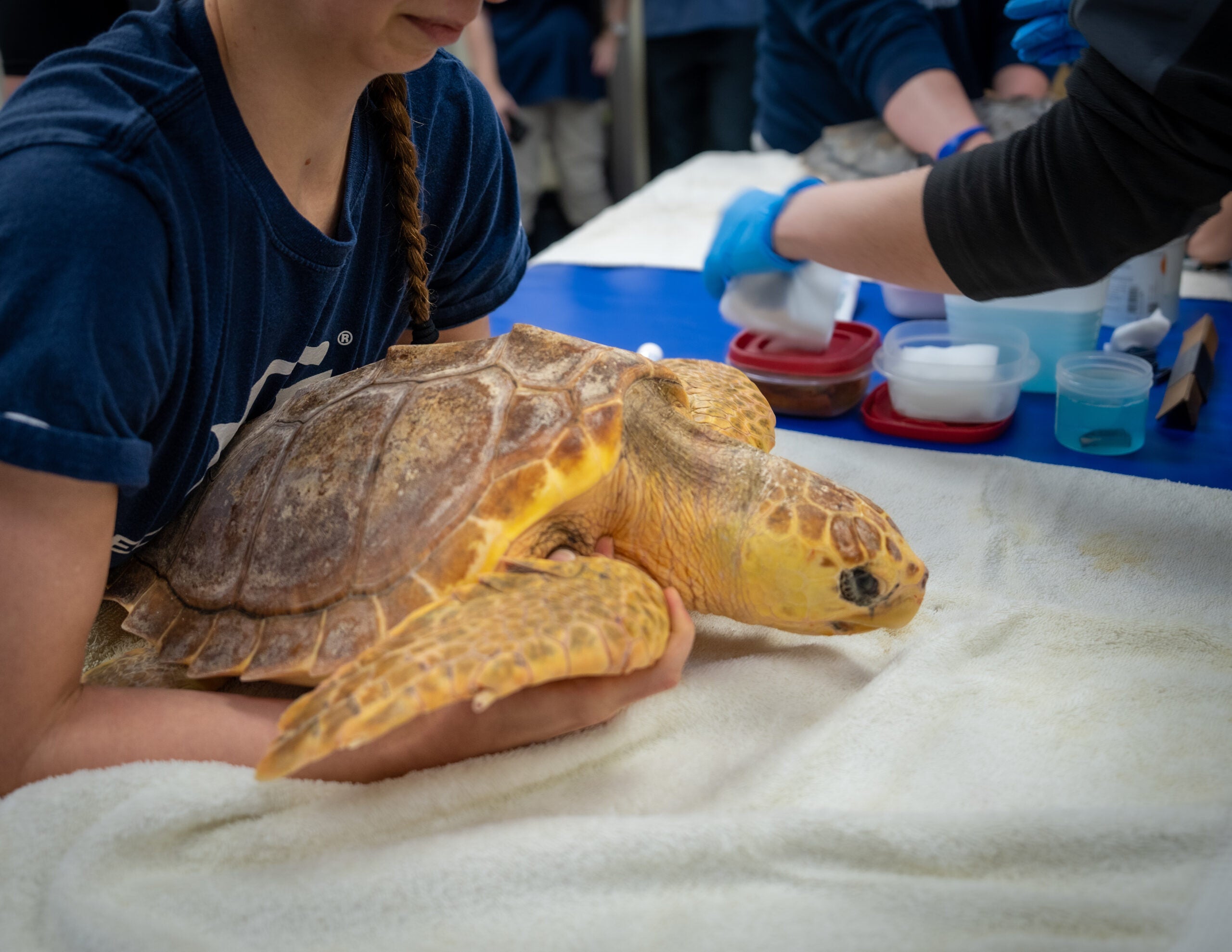 cold-stunned sea turtles