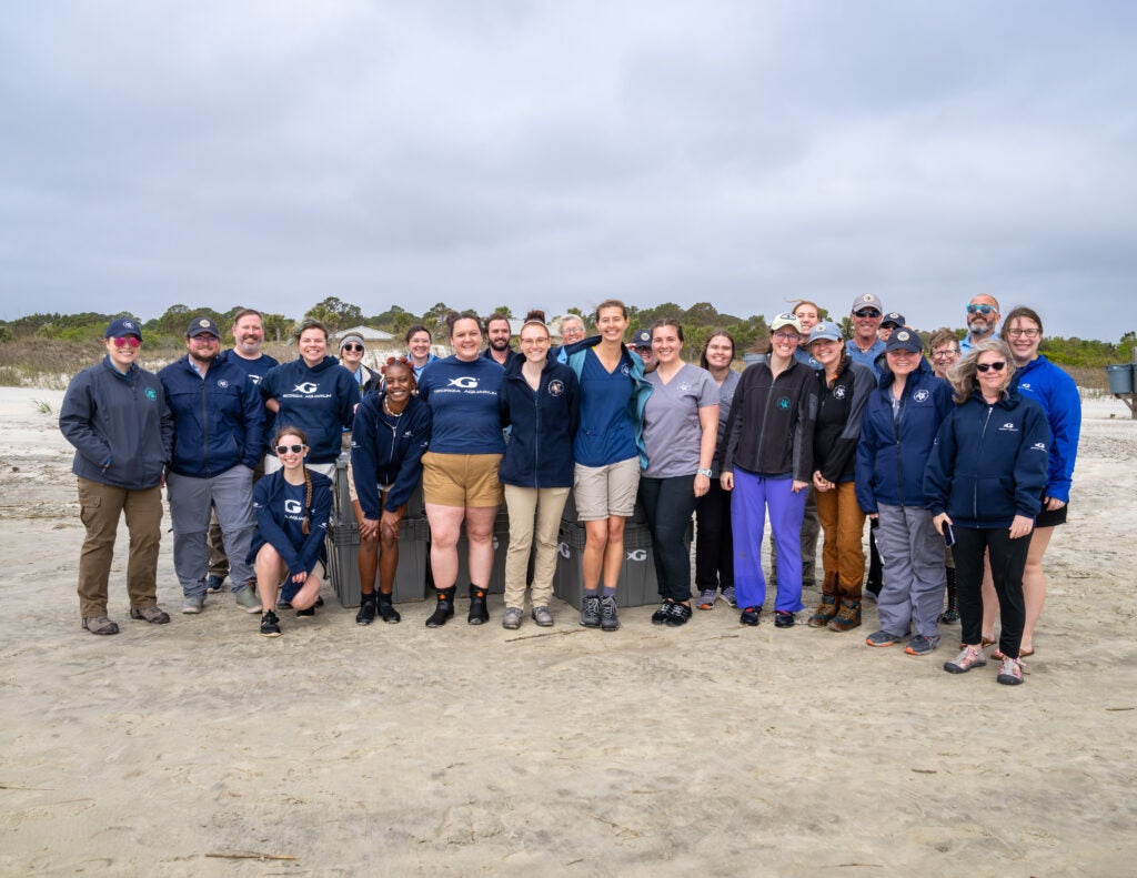 sea turtles release