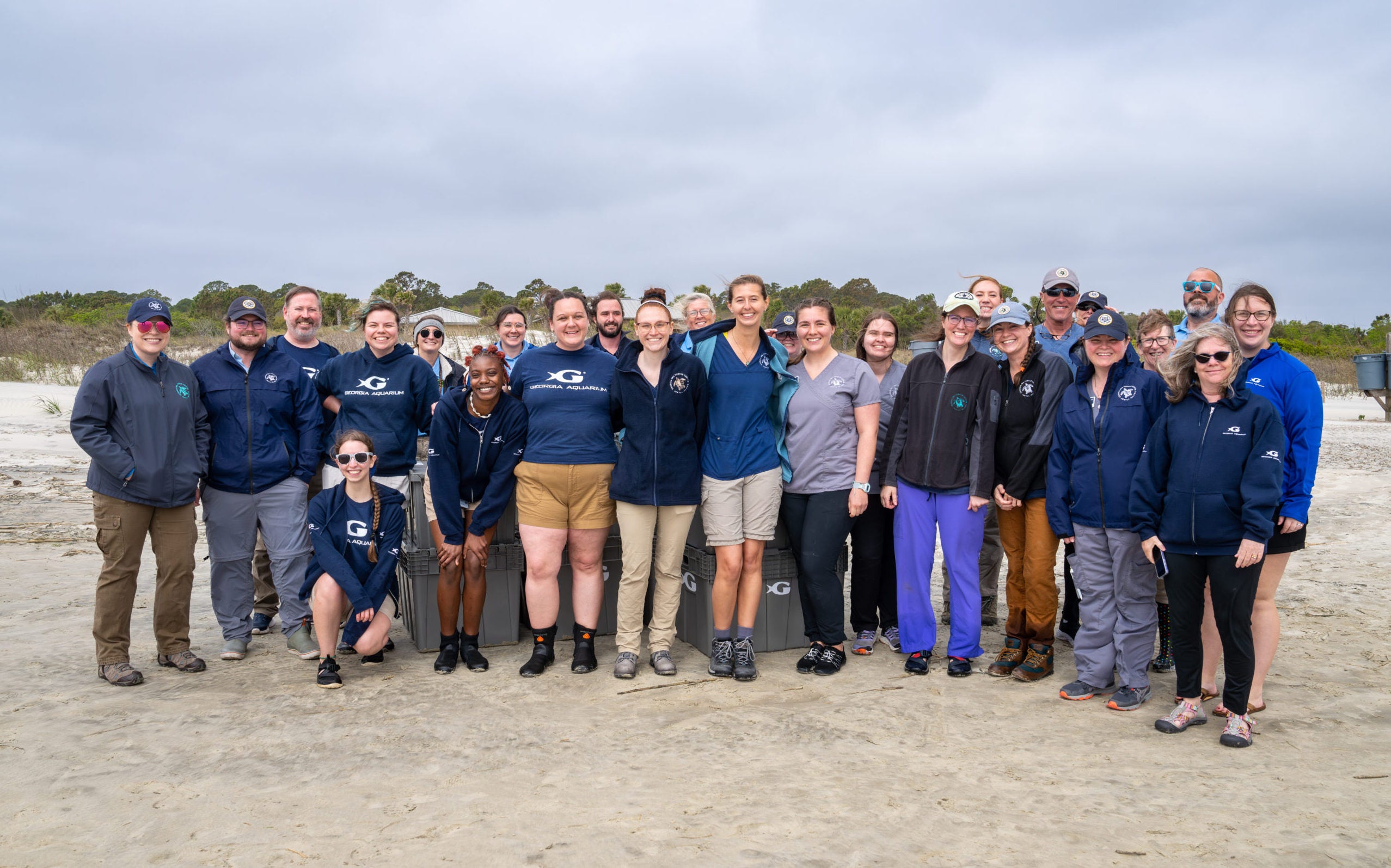 sea turtles release