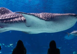 LEGO Building Workshops 1