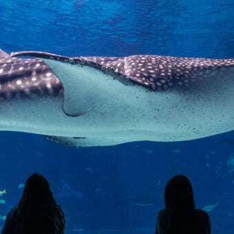 LEGO Building Workshops 1