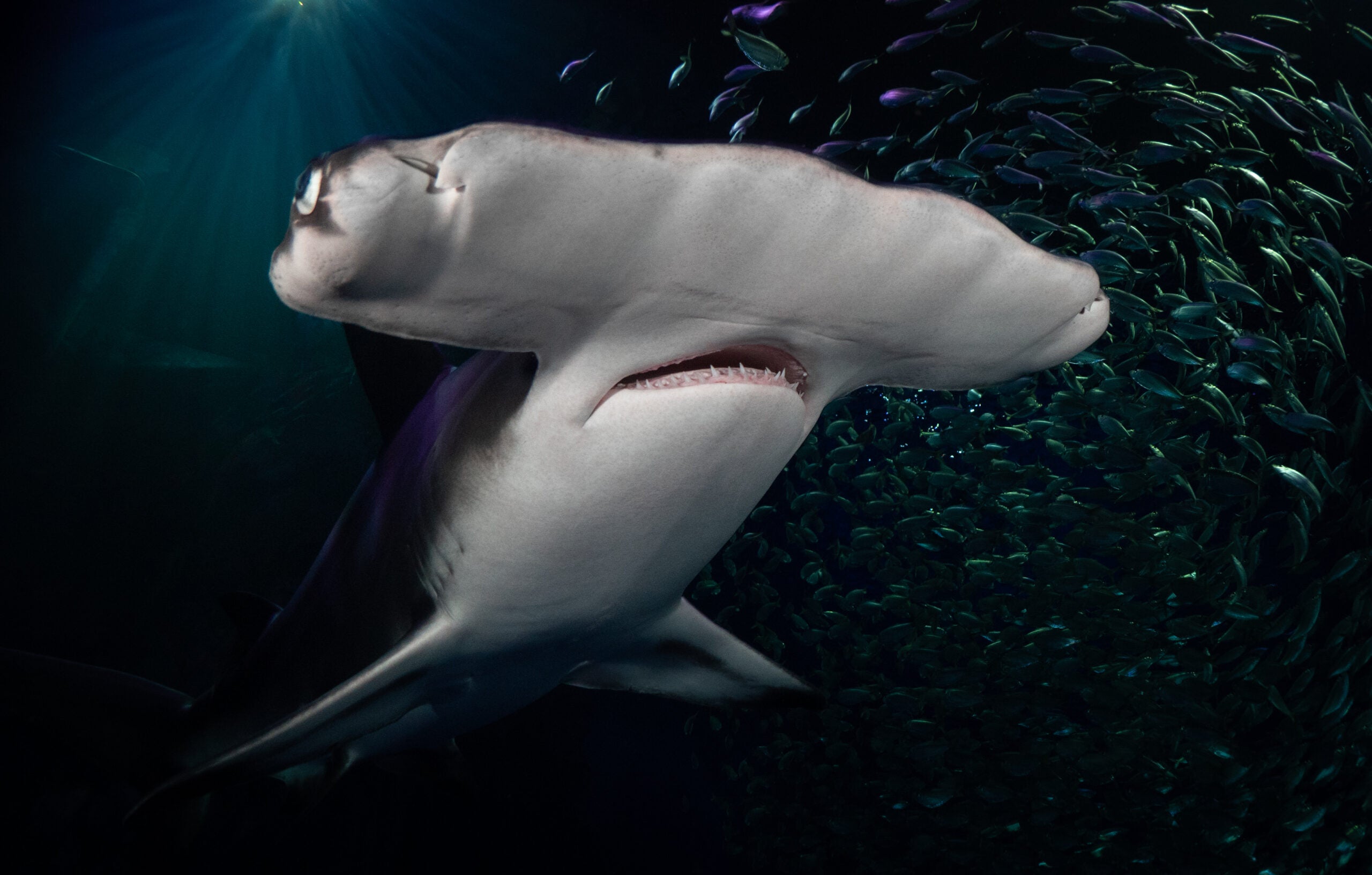  Shark Enrichment & Keeper Talk