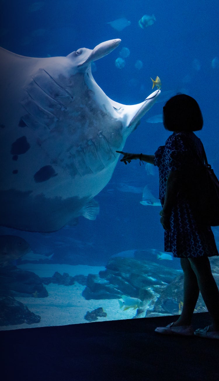 Buy Online and Save | Visit Today | Georgia Aquarium | Located in Downtown Atlanta, Georgia 20