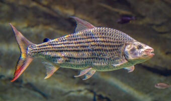 African Tigerfish 2