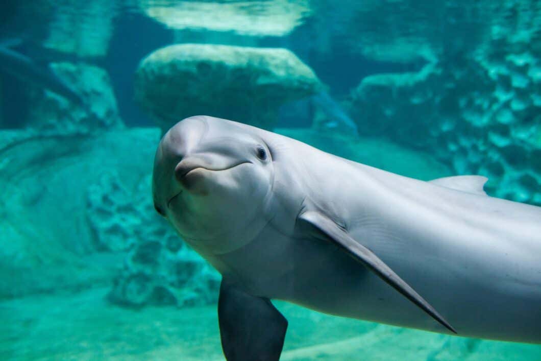Dolphin Encounter 20