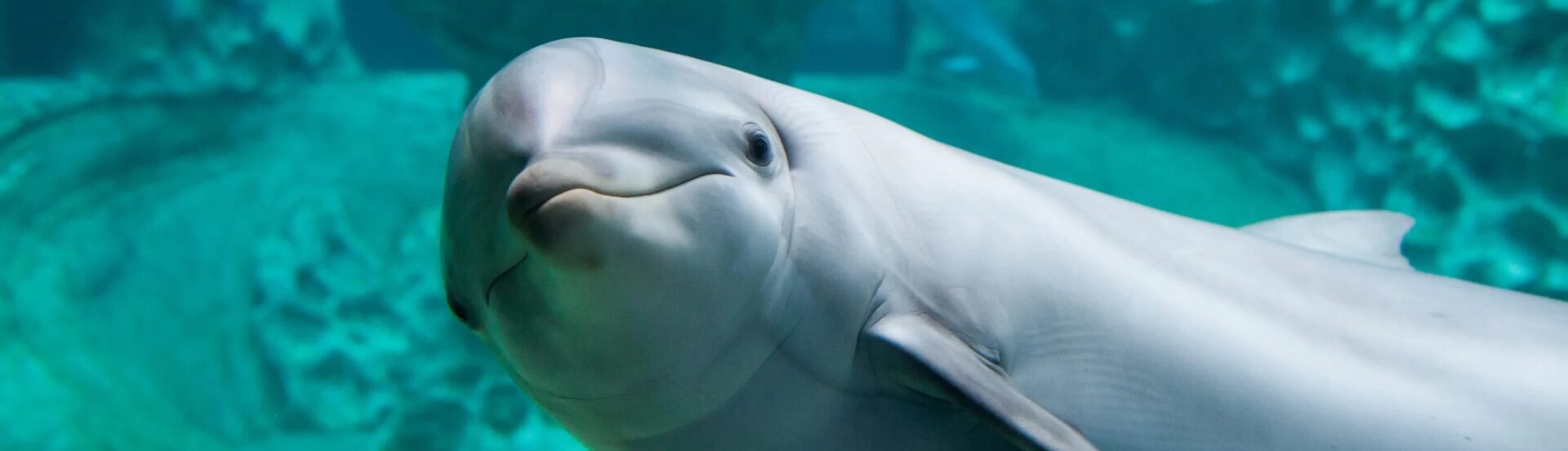 Dolphin Encounter 20