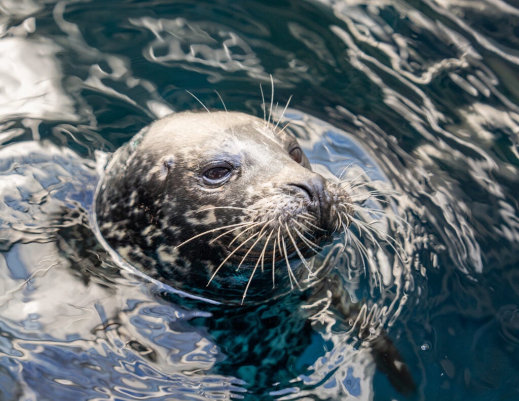 kid-friendly-summer-activities-in-atlanta-georgia-aquarium