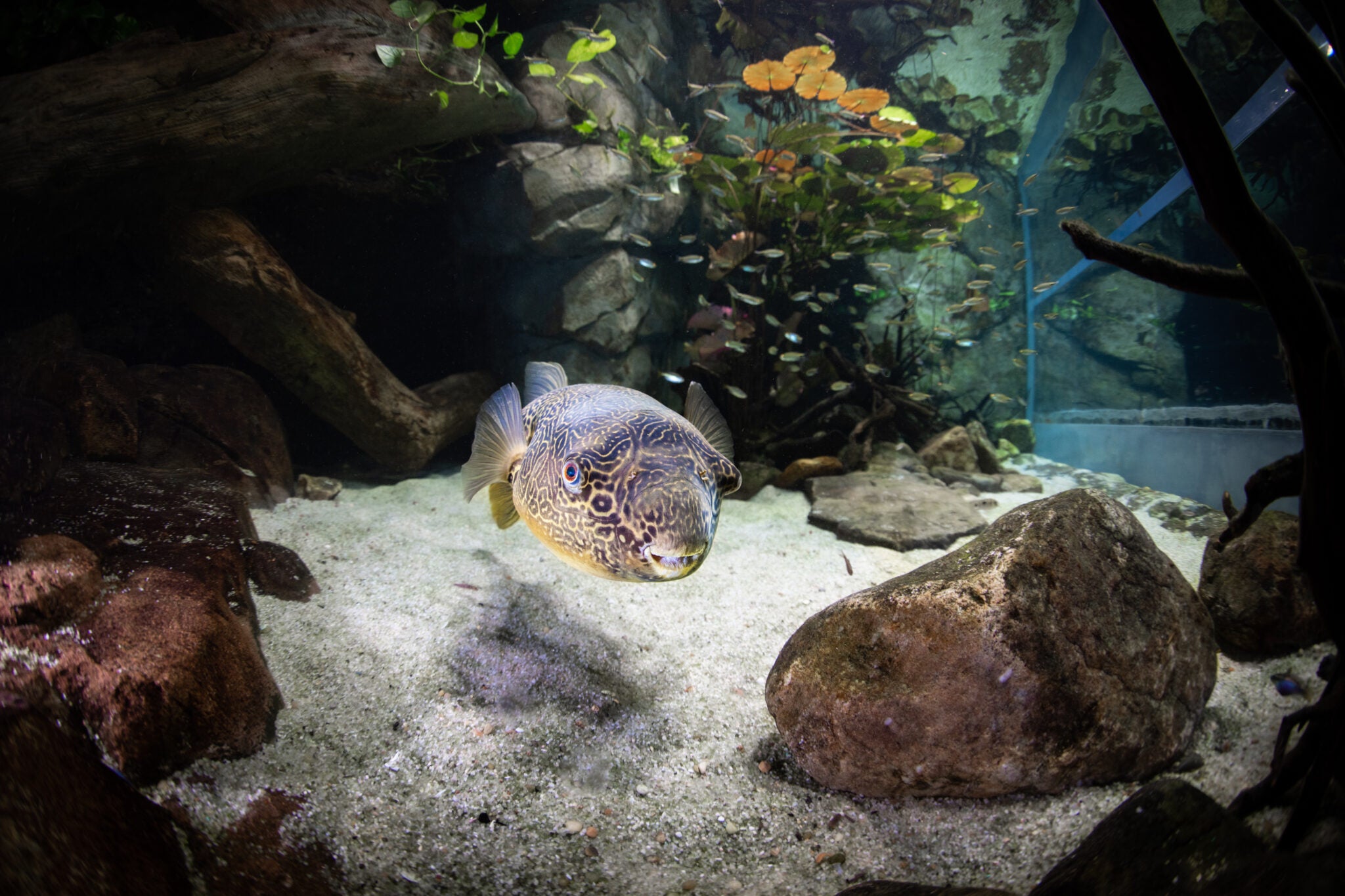 Kid friendly summer activities in atlanta georgia aquarium