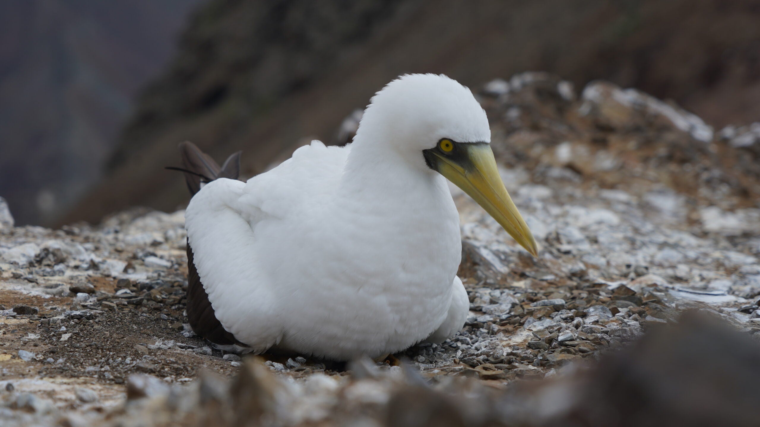 St. Helena Diary: Marine Awareness Week 17