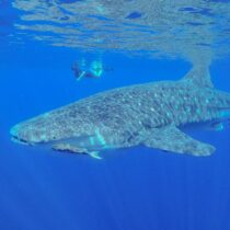 St. Helena Diary: Marine Awareness Week 49