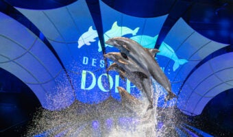 Dolphin Presentation 5