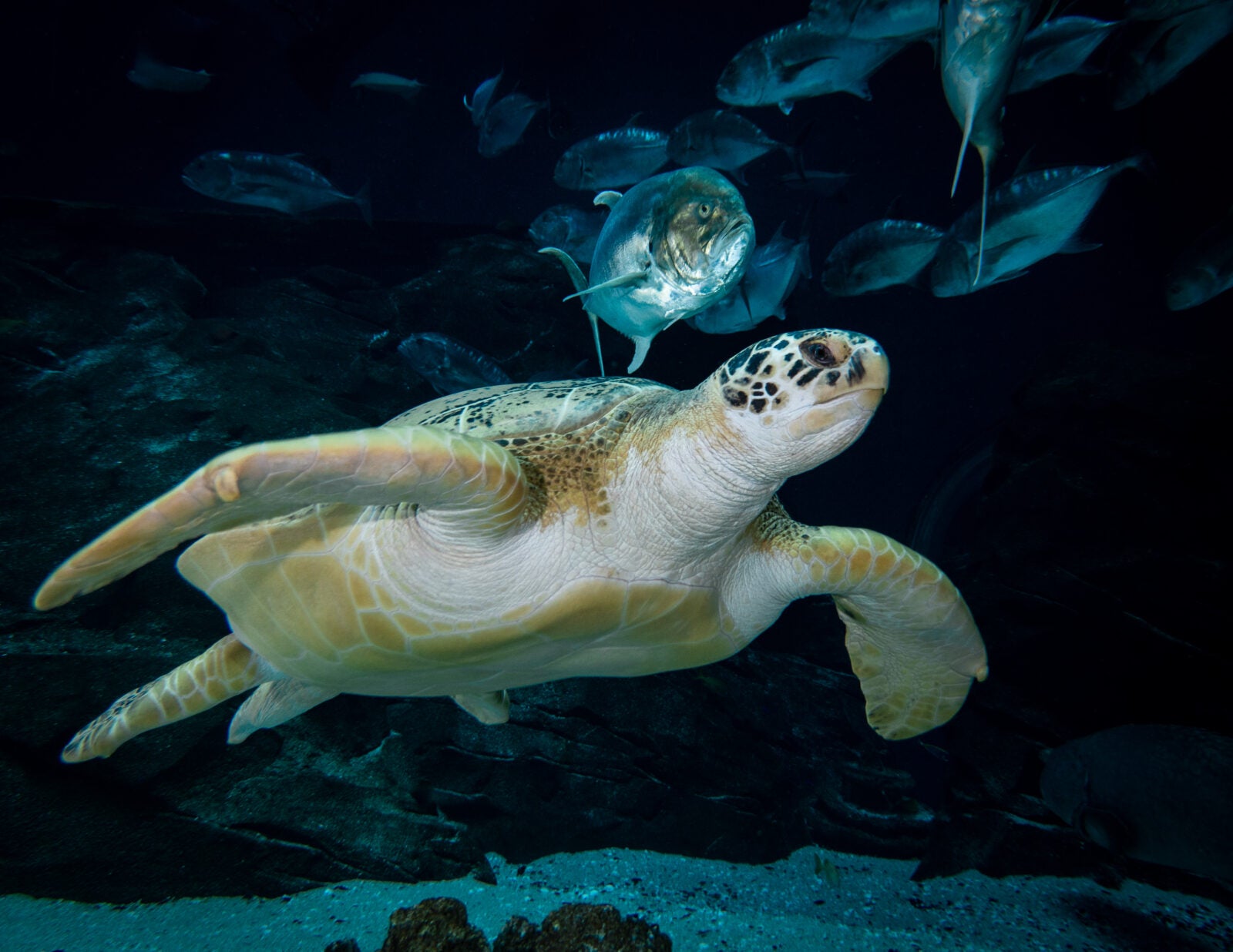 Educational Materials & Lesson Plans - Georgia Aquarium