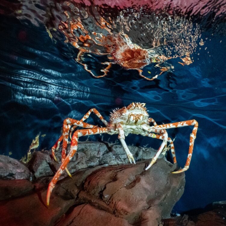 Animals After Dark 8