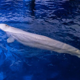 Operation Beluga: Rescuing Whales from Ukraine