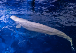 Two beluga whales rescued from Ukrainian aquarium evacuated to Spain 7