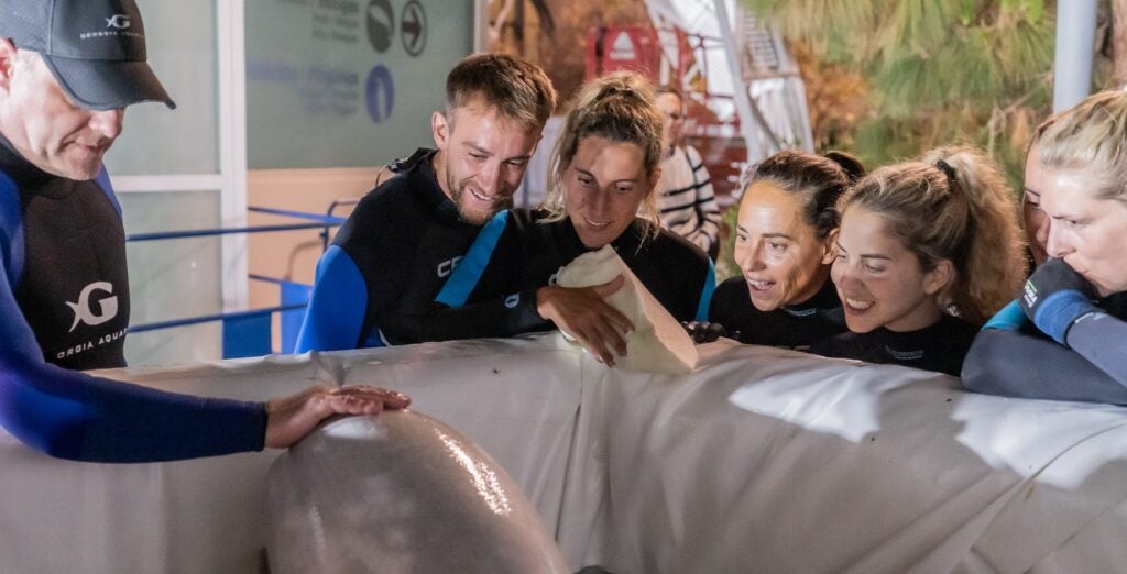 Two beluga whales rescued from Ukrainian aquarium evacuated to Spain 6
