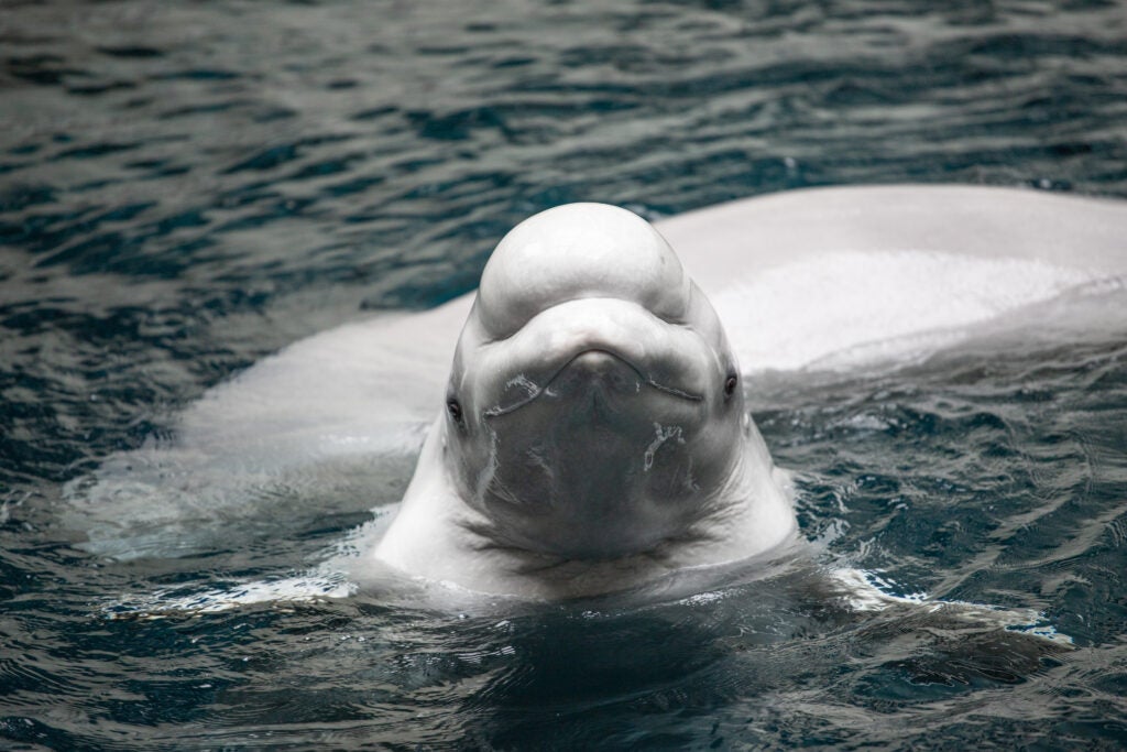 Two beluga whales rescued from Ukrainian aquarium evacuated to Spain 1
