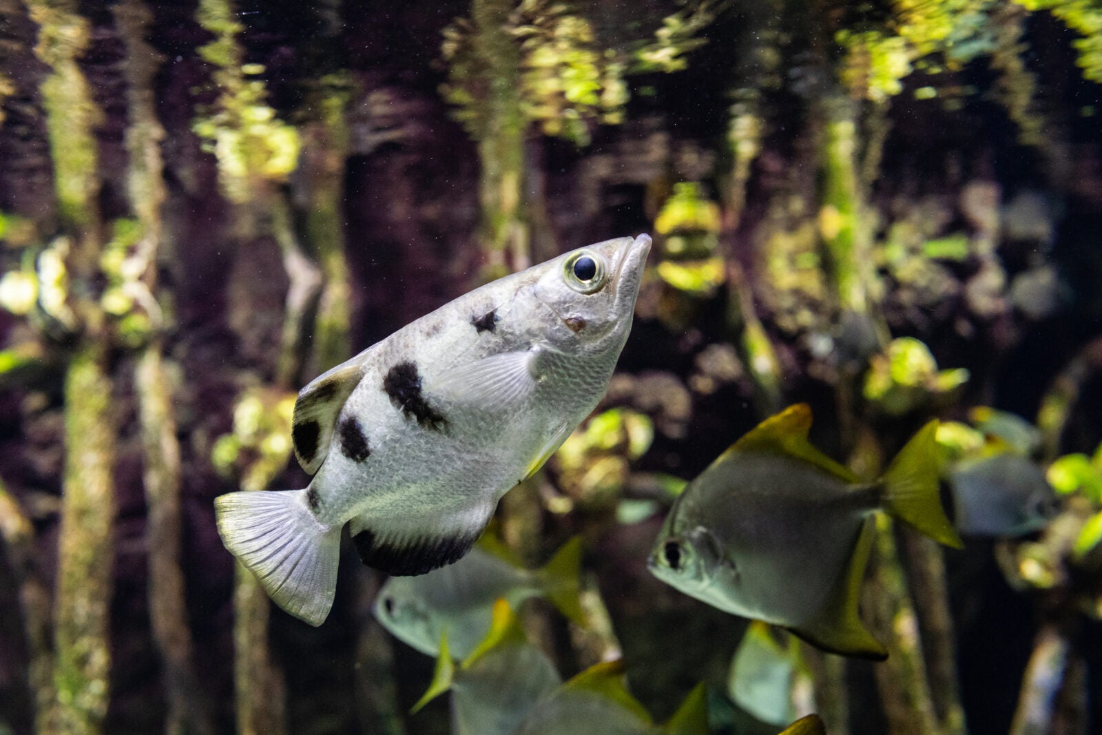 Aquatic Athletes: The Ocean’s Olympic Champions - Georgia Aquarium