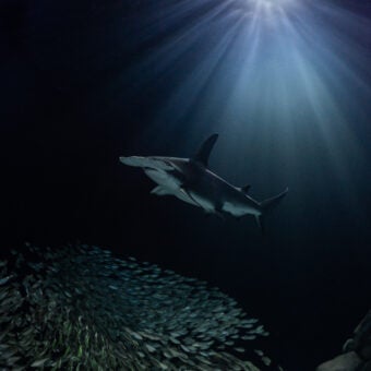 Understanding Shark Attacks: Myths, Realities, and Conservation 4