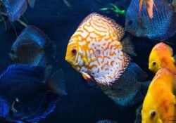 discus